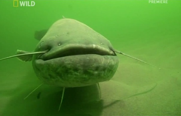 №3, Дмитрий Миронов №3, Дмитрий Миронов