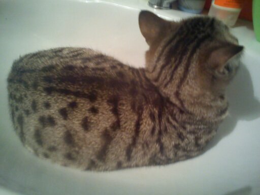 Алёна Македонская | Ижевск