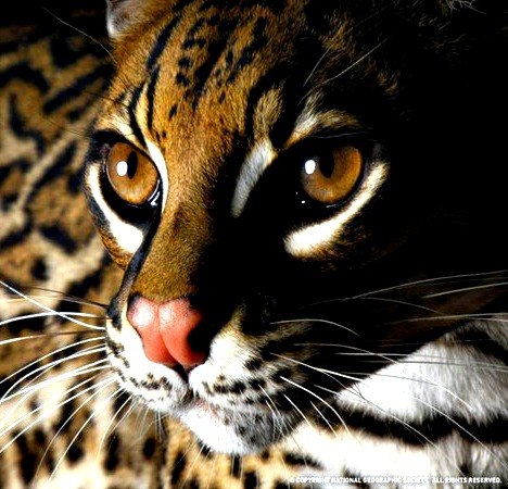 Оксана Кукла (ksyu) | Москва