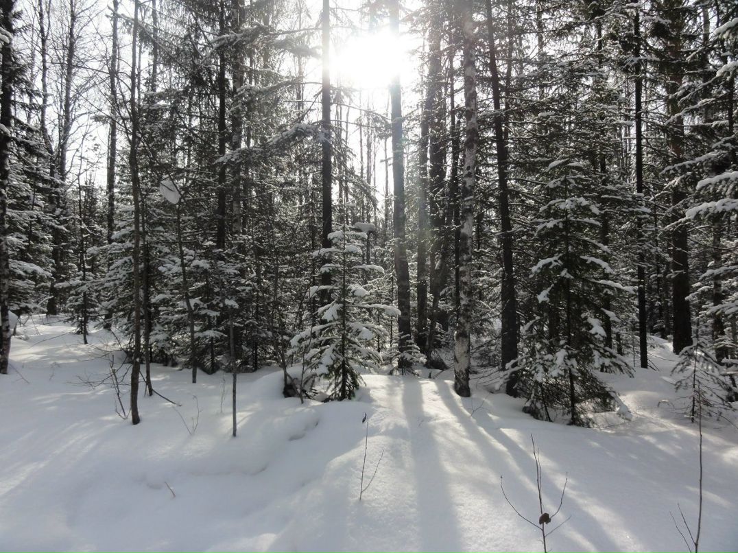 Алексей Настоящий | 
