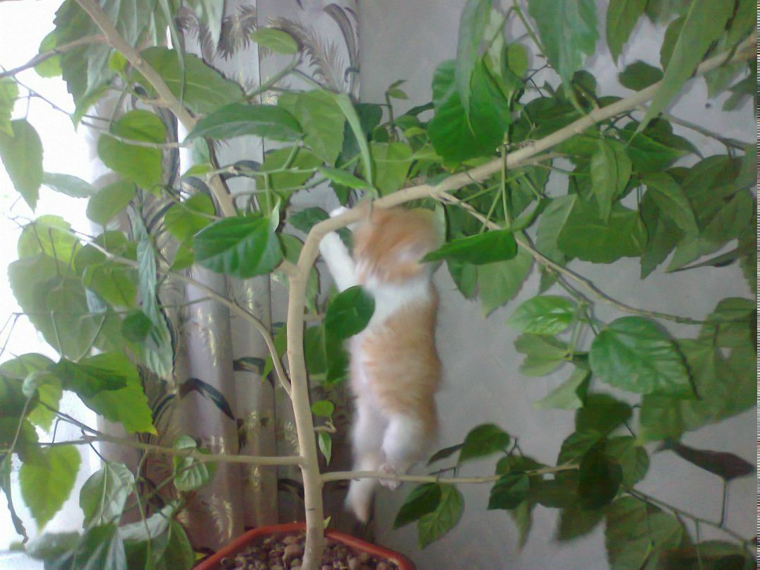 Дмитрий Кириенко | Макеевка