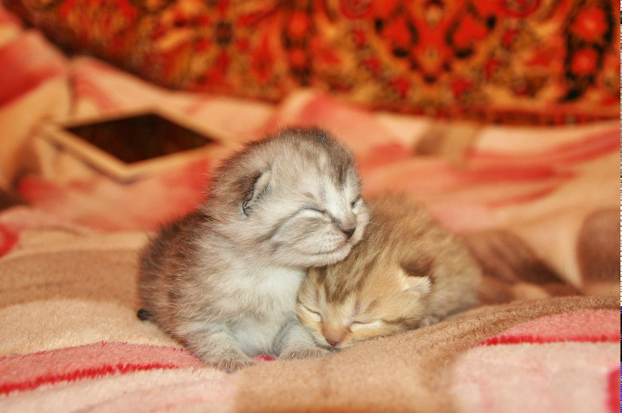 Катя Румянцева | Санкт-Петербург