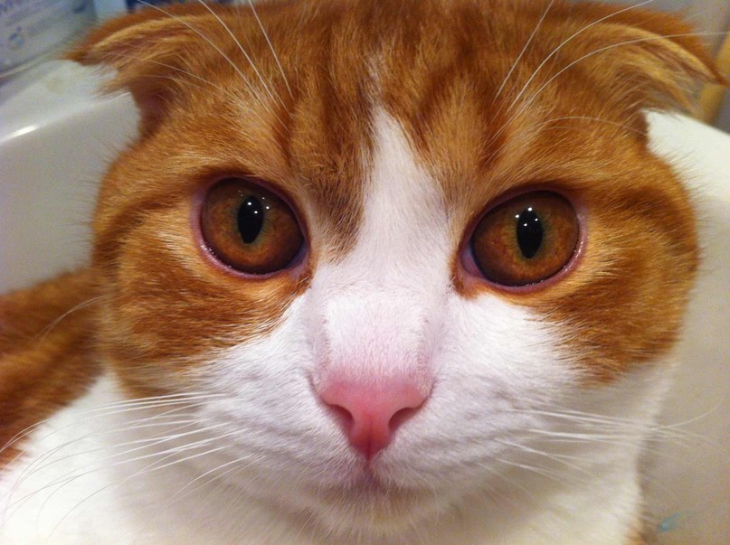 Петр Буренков | Саров