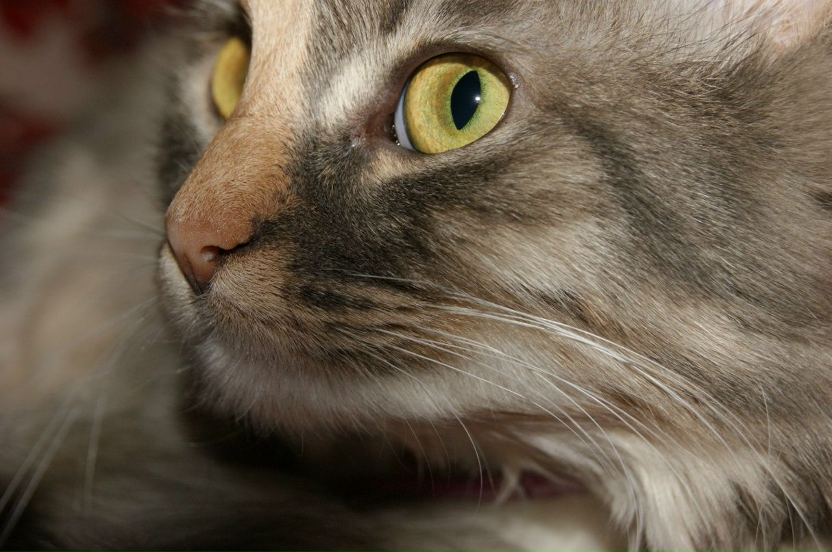 Ксения Захарова | Петропавловск-Камчатский