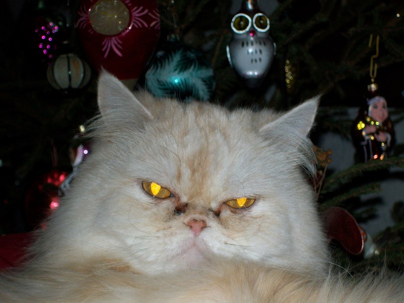 Люба Свирид | Санкт-Петербург