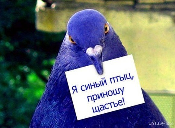 Федя Чернов | 