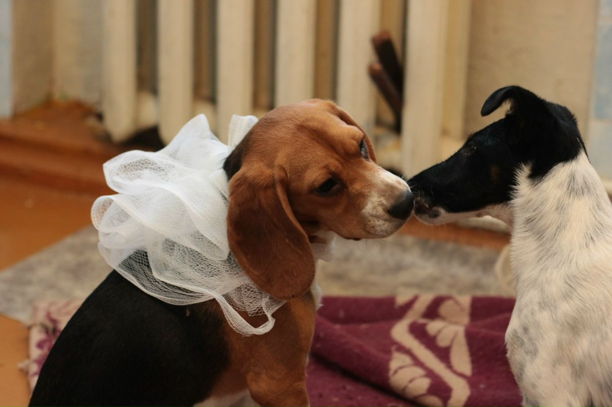 Малыш Котопёс | 