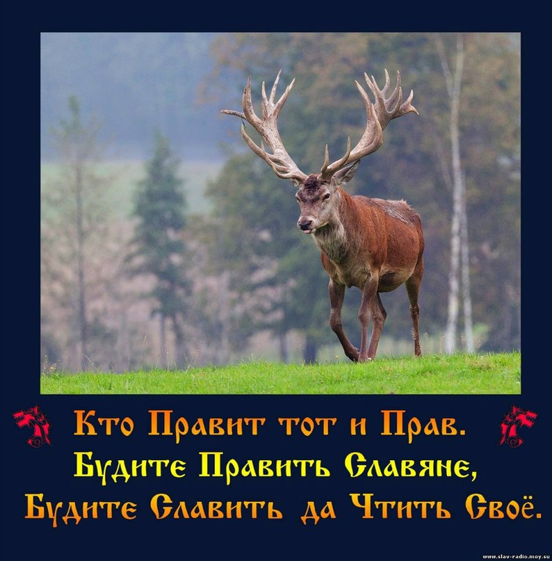 White Wolf | Москва