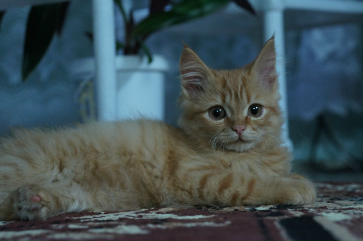 Нелли Бодю | 