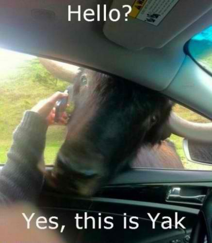 Светослав Соколов | New York