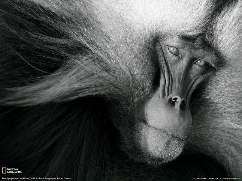 Владимир Баженов Мганга | Красноярск