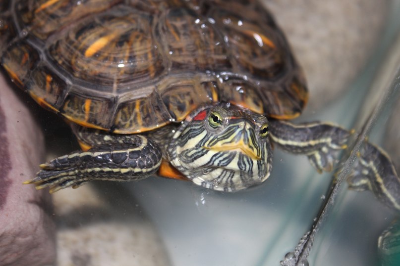 Арина Дубкова | Москва