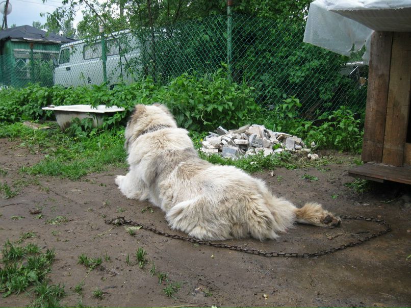 Сергей Соколов 