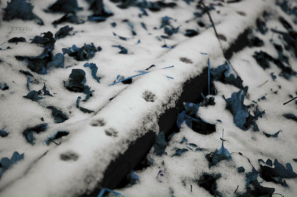 Виктор Стёпин antiLord | Орёл