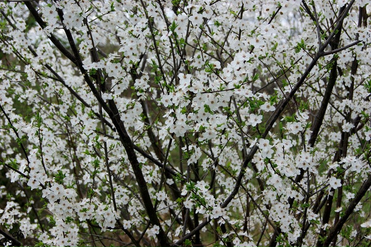 Роберт Боднар | Ужгород