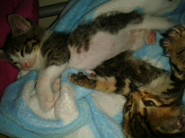 №14, Алеся Николаенко, Athens №14, Алеся Николаенко, Athens