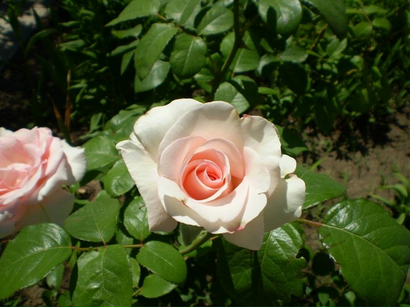 №85, Марина Мурачёва(Ризун), 41 год, Николаев №85, Марина Мурачёва(Ризун), 41 год, Николаев