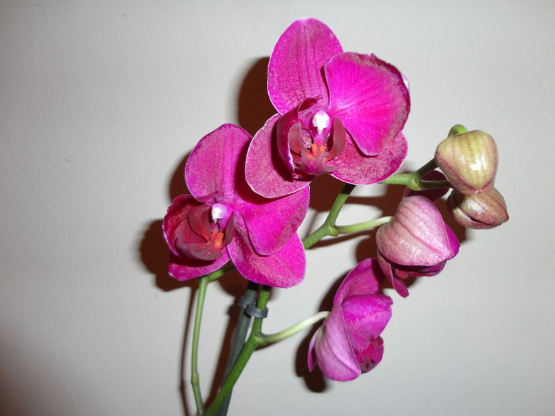 Анна Романова | Воронеж