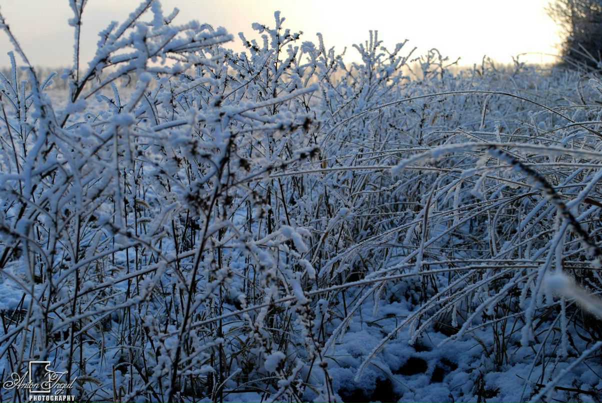 Антон Ингул | Запорожье