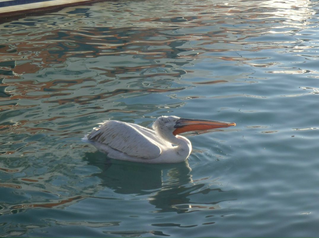 Костик Гришкин | Санкт-Петербург