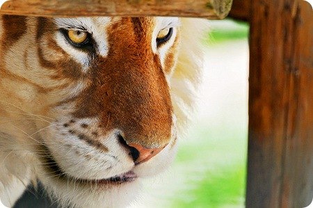 Руслан Мухаметбареев DerWish | Казань