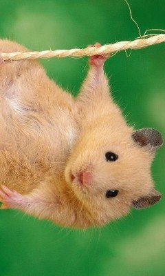 Liziantus Рекс ТИ-Битлз фолк | Москва