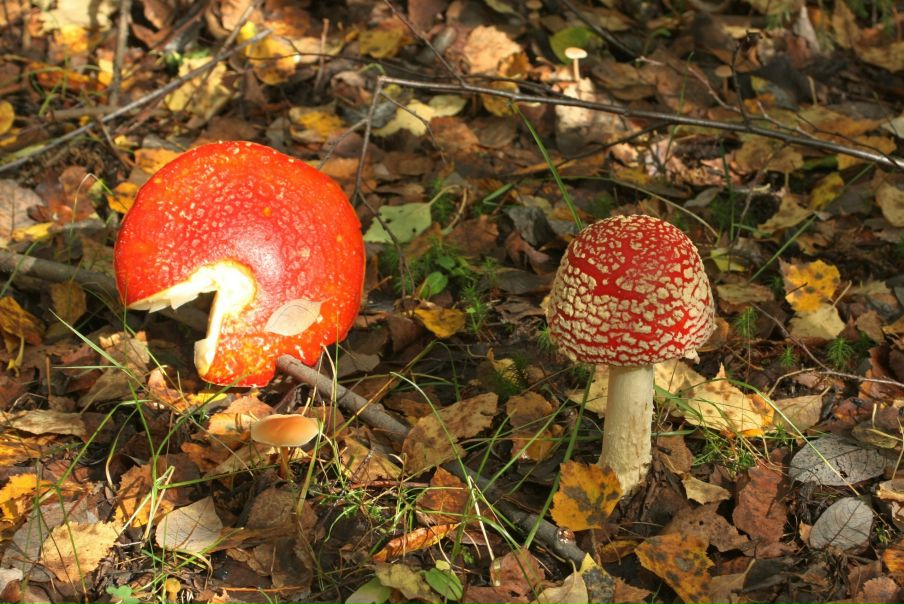 №1, Макс Мухоморыч Елизаров, 46 лет, Киров №1, Макс Мухоморыч Елизаров, 46 лет, Киров