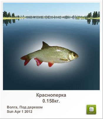 Николай Семенов | Санкт-Петербург