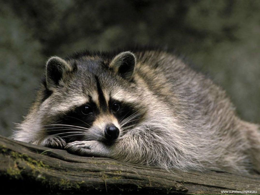 Іванка Сохацька | 