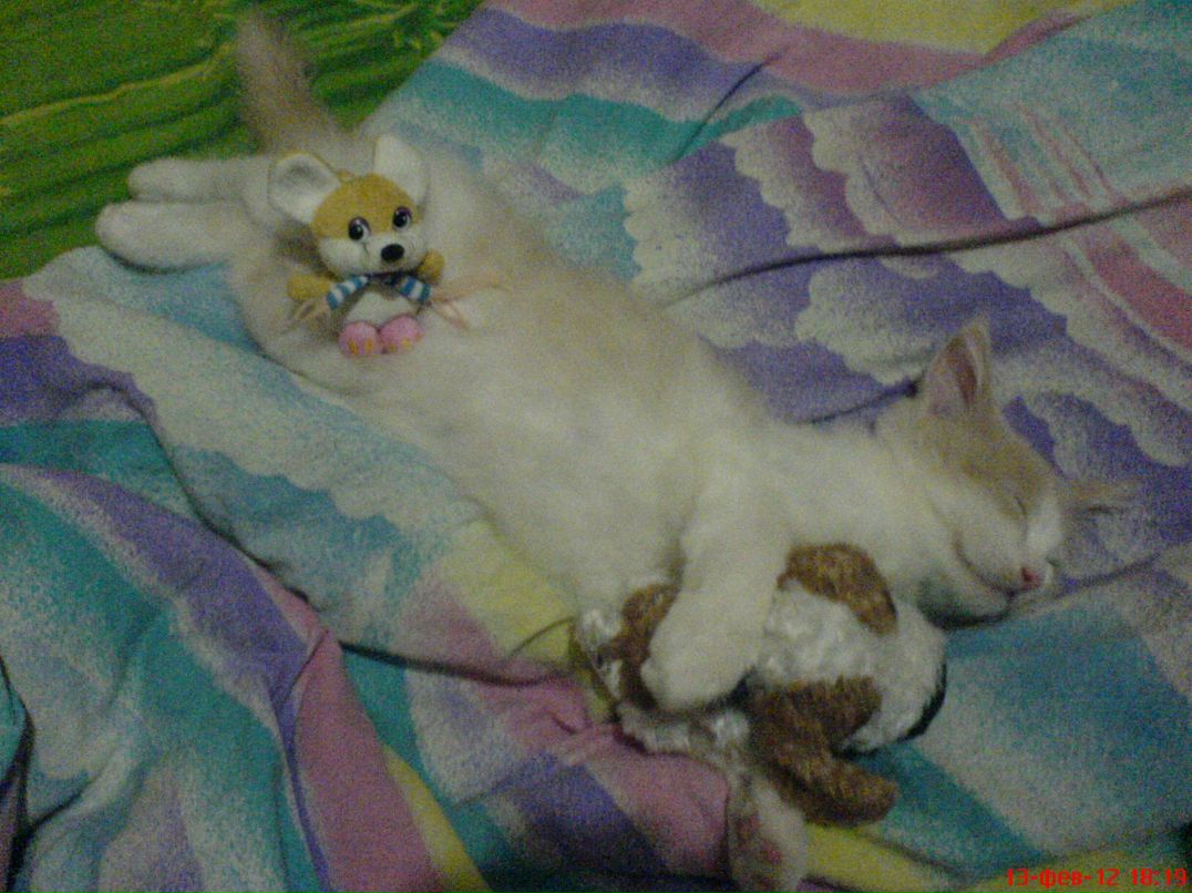 Евгений Сапченко | Вышгород