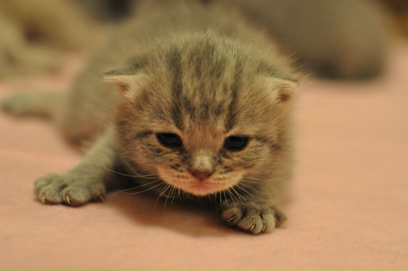 Ольга Скобелева(Полякова) | Псков