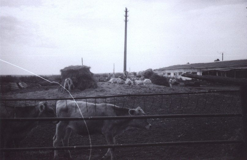 Ася Вайнберг | 