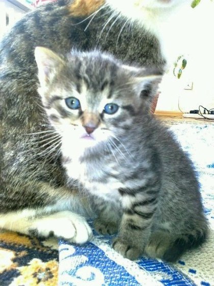 Кирилл Алибегов Константинович | Великий Новгород