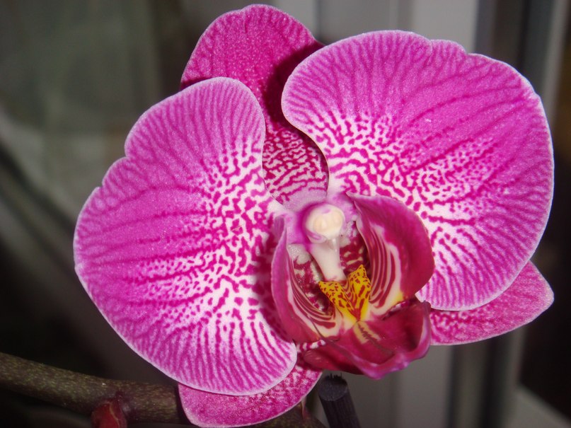 Каролина Шиншилова | 