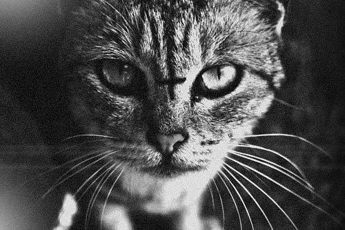 Ira Shepelskaja | Киев