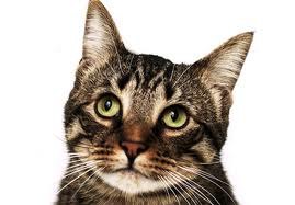 Сява Овсиенко | Днепр (Днепропетровск)