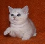 Марина Зорина | Александровск