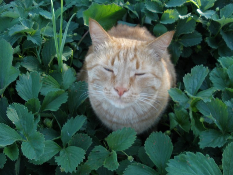 Вероника Барова | Чебоксары (деревня)