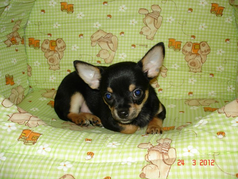 Оксана Маевская | Кингисепп