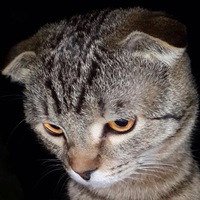 Сергей Яковлев