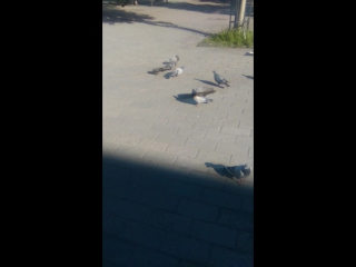 Moja semja
