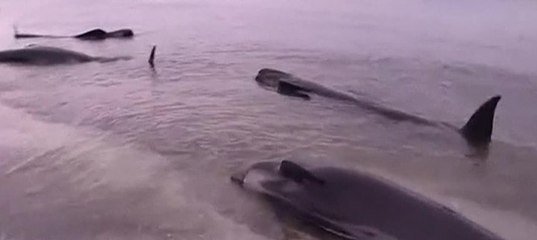 дельфину отрубили хвост. дельфинарии зло. спасение людей дельфинами. умирающий дельфин песня слушать. дельфины тонут.