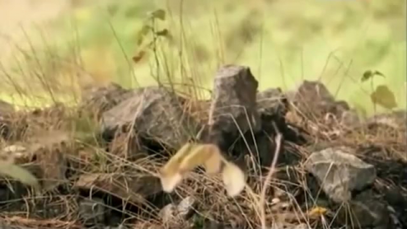 Добыча Золота ...