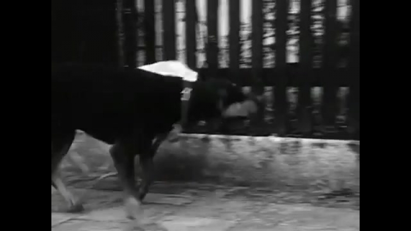 Доберман, Doberman