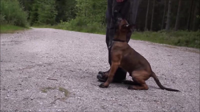 Движение рядом со щенком. Шаг за