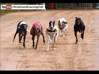 derby race 2018 | Rajpur derby 22-23-24 January 2018 | dog racing in Pakistan