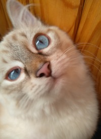 Максим Морозов