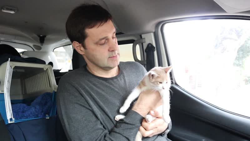 Бездомный Котенок Шоко в новом