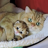 Елена Иванова