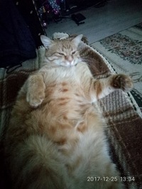 Толик Минаев
